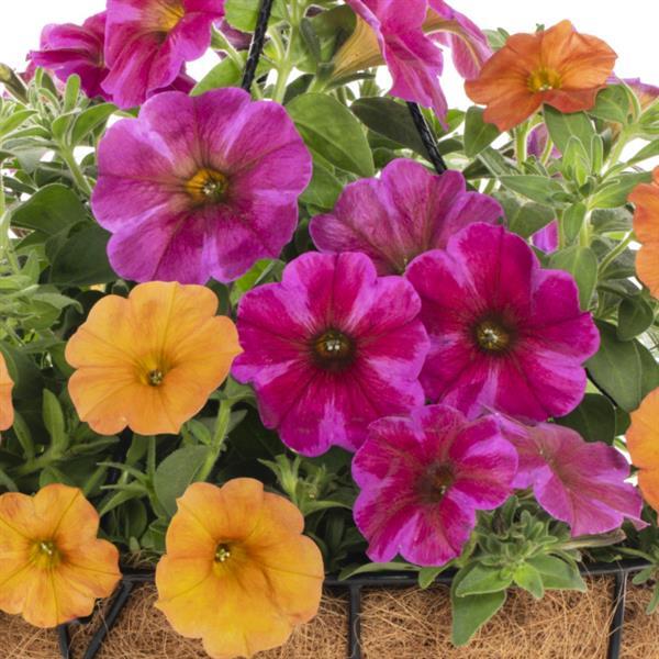 SuperCal® Premium Something in the Orange Mix Petchoa - Bloom