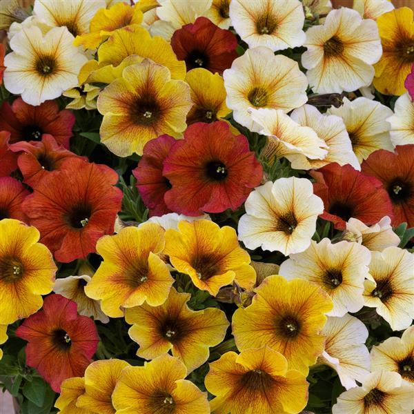 SuperCal® Premium Bonfire Mix Improved Petchoa - Bloom