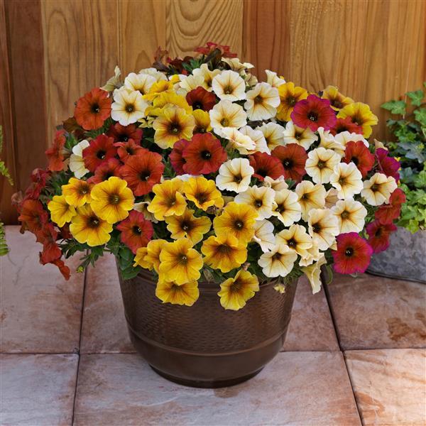 SuperCal® Premium Bonfire Mix Improved Petchoa - Container