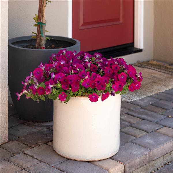 SuperCal® Blue Eyed Rose Petchoa - Container