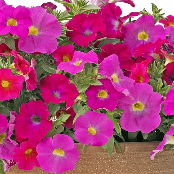 SuperCal® It's a Love Thing Mix Petchoa - Bloom