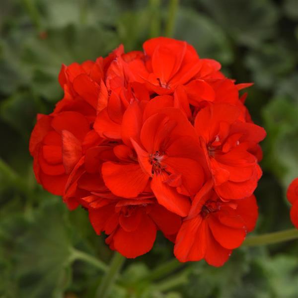 Dynamo™ Scarlet Zonal Geranium - Bloom