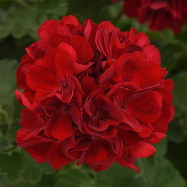 Dynamo™ Dark Red Zonal Geranium - Bloom
