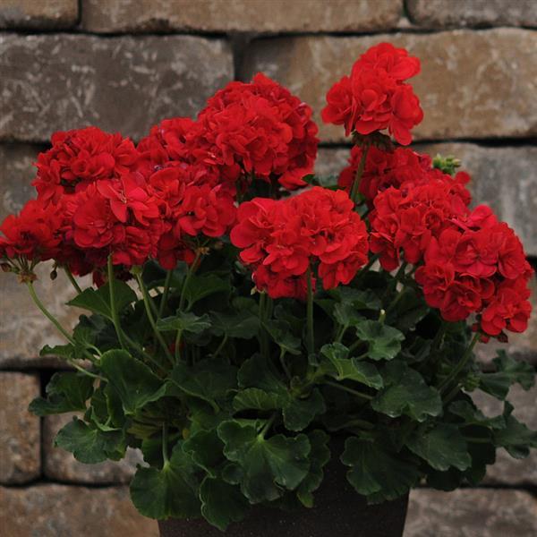 Dynamo™ Dark Red Zonal Geranium - Container