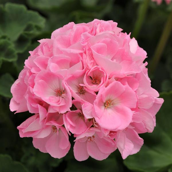 Dynamo™ Light Pink Zonal Geranium - Bloom