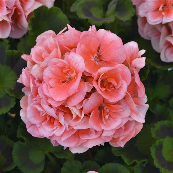 Dynamo™ Light Salmon Zonal Geranium - Bloom