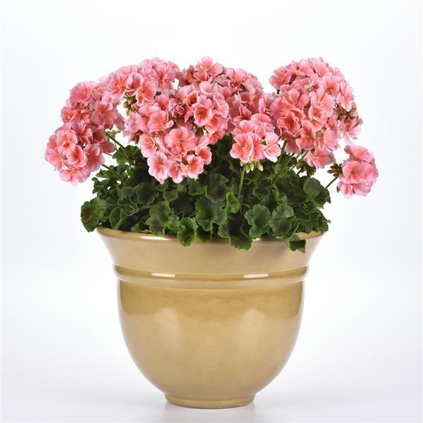 Dynamo™ Light Salmon Zonal Geranium - Container