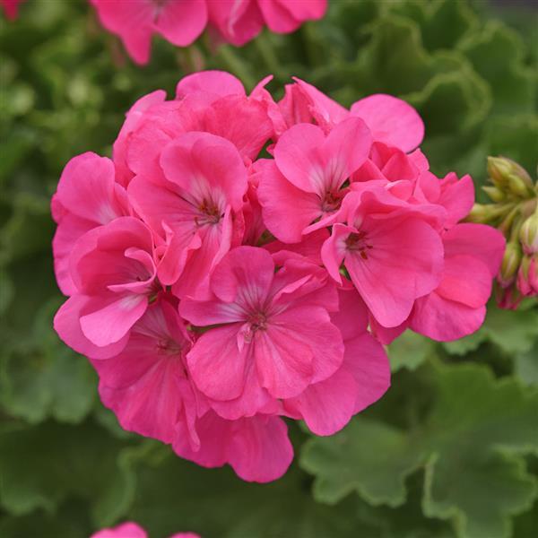 Dynamo™ Hot Pink 26 Zonal Geranium - Bloom