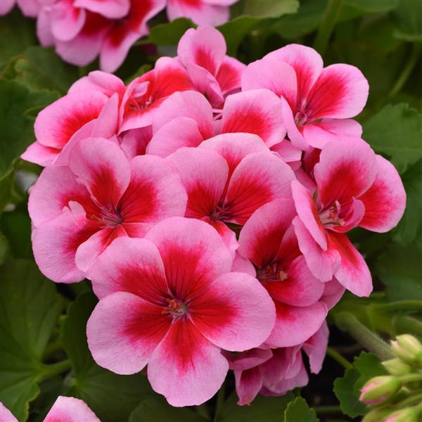 Dynamo™ Pink Dazzle Zonal Geranium - Bloom