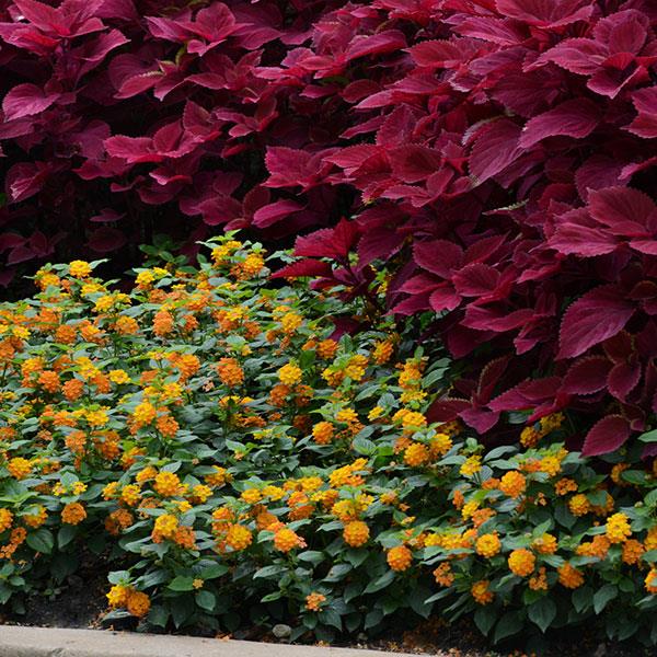 Little Lucky™ Orange Lantana - Landscape