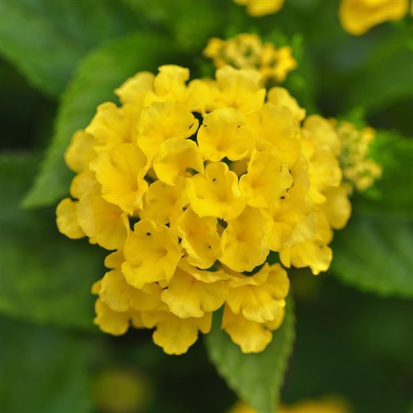Little Lucky™ Yellow Lantana - Bloom