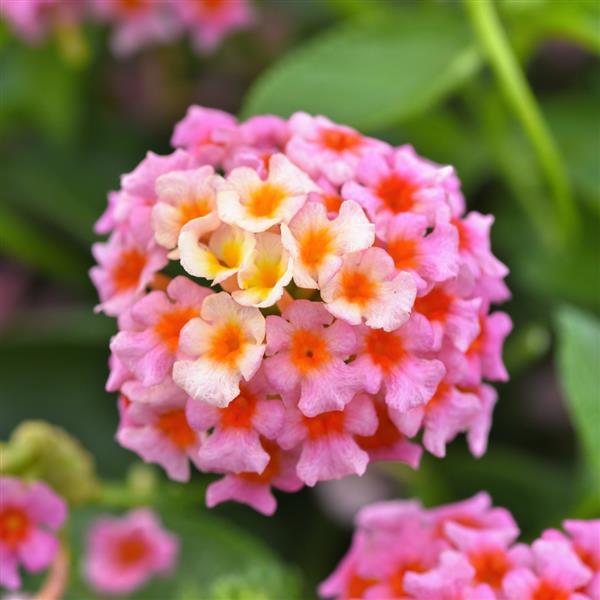 Little Lucky™ Peach Glow 27 Lantana - Bloom