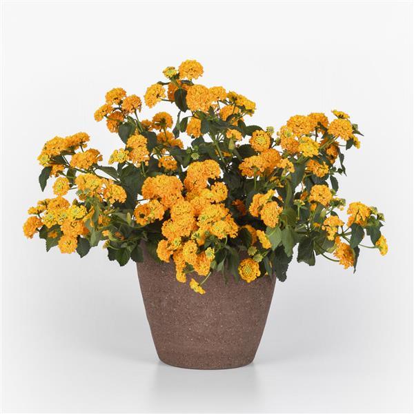 Lucky™ Gold Lantana - Container