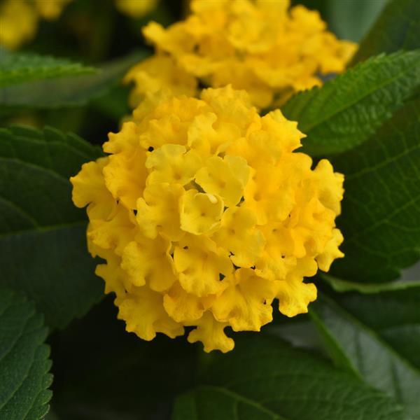 Lucky™ Yellow Lantana - Bloom