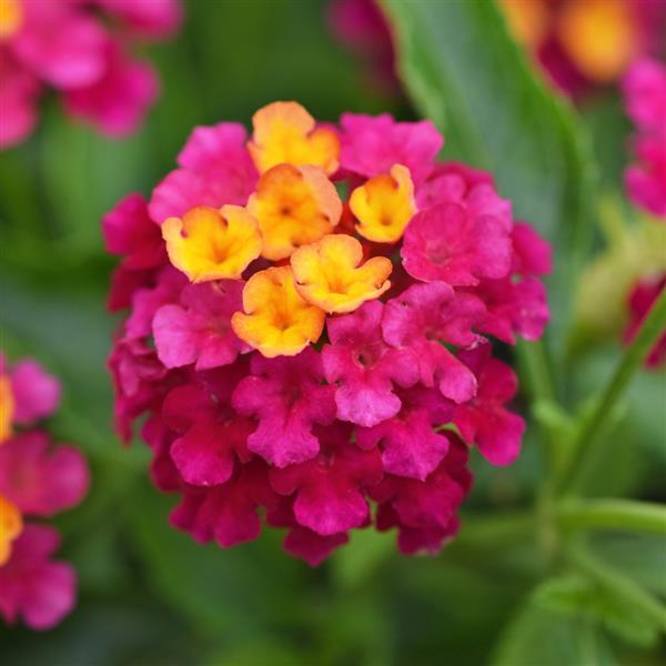 Lucky™ Cherry Sunrise Lantana - Bloom