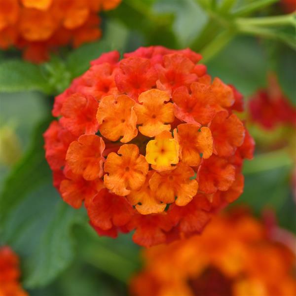 Lucky™ Flame 27 Lantana - Bloom
