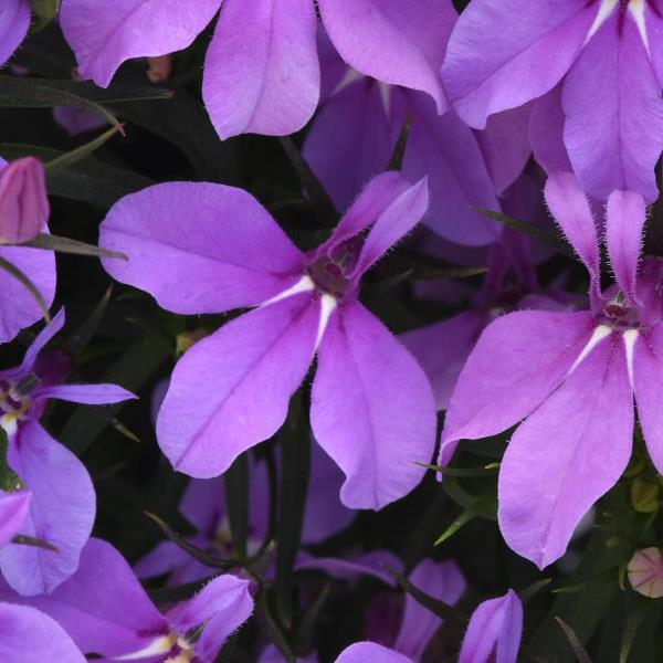 Heatopia™ Lavender Lobelia - Bloom
