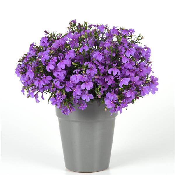 Heatopia™ Lavender Lobelia - Container