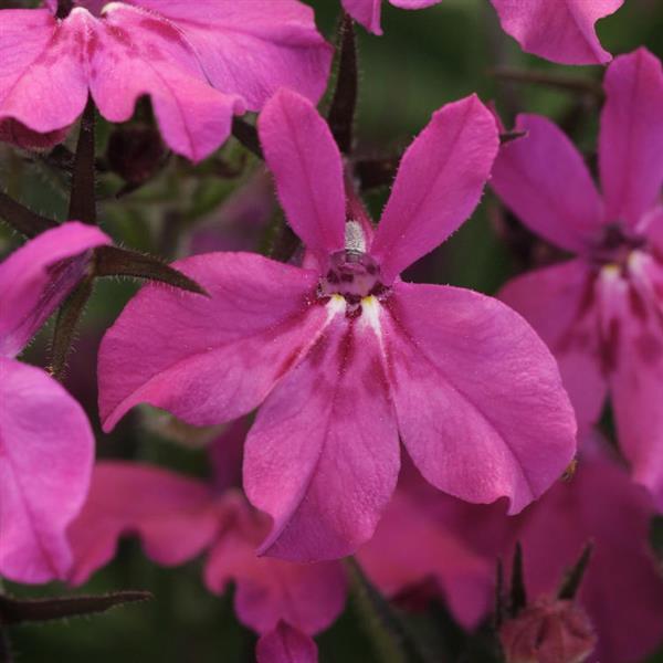 Heatopia™ Magenta Lobelia - Bloom
