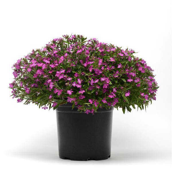 Heatopia™ Magenta Lobelia - Container
