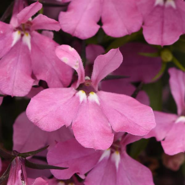 Heatopia™ Pink Lobelia - Bloom