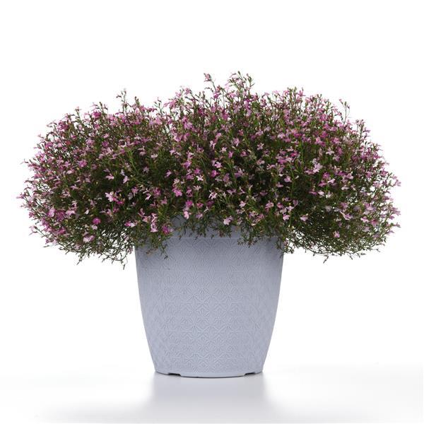 Heatopia™ Pink Lobelia - Container