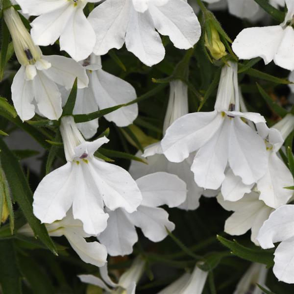 Heatopia™ White Lobelia - Bloom
