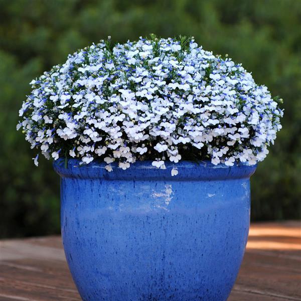 Heatopia™ White Lobelia - Container