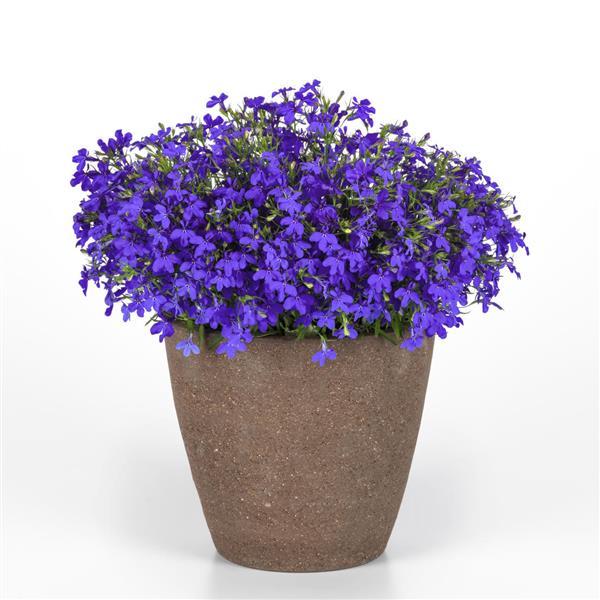 Heatopia™ Dark Blue Lobelia - Container