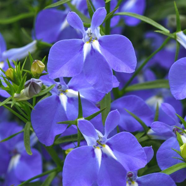 Heatopia™ Blue 27 Lobelia - Bloom