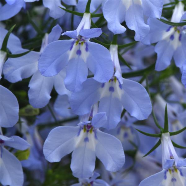 Heatopia™ Sky Blue 27 Lobelia - Bloom
