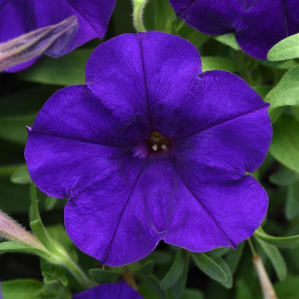 CannonBall™ Blue 27 Petunia - Bloom