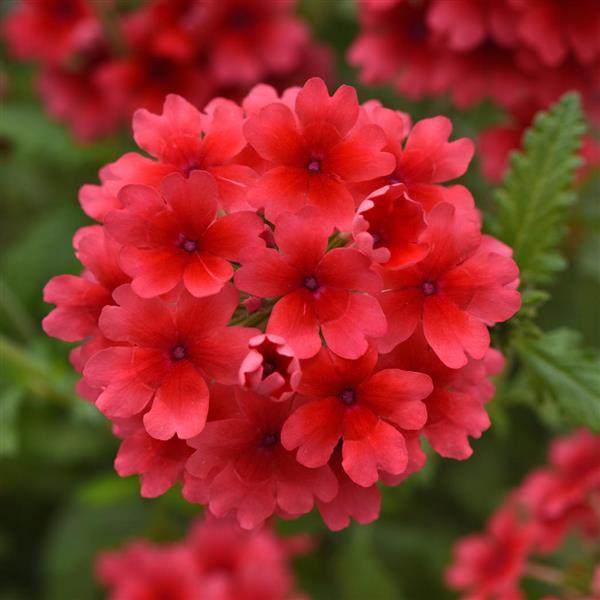 EnduraScape™ Hot Coral Verbena - Bloom