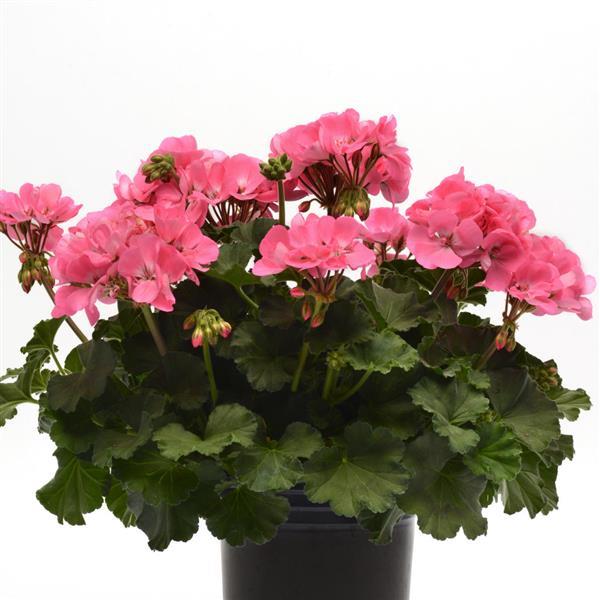 Fantasia® Pink Zonal Geranium - Container