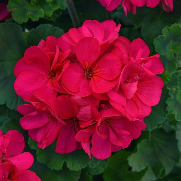 Fantasia® Violet Zonal Geranium - Bloom