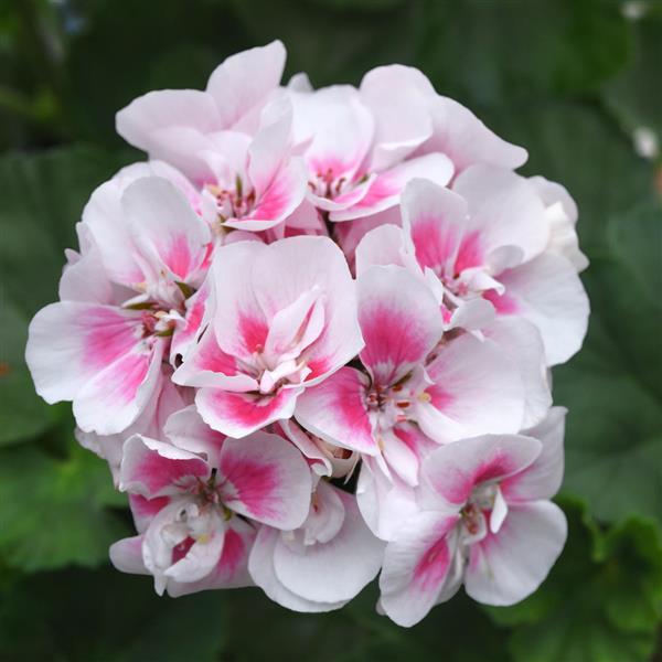 Fantasia® White Sizzle Zonal Geranium - Bloom