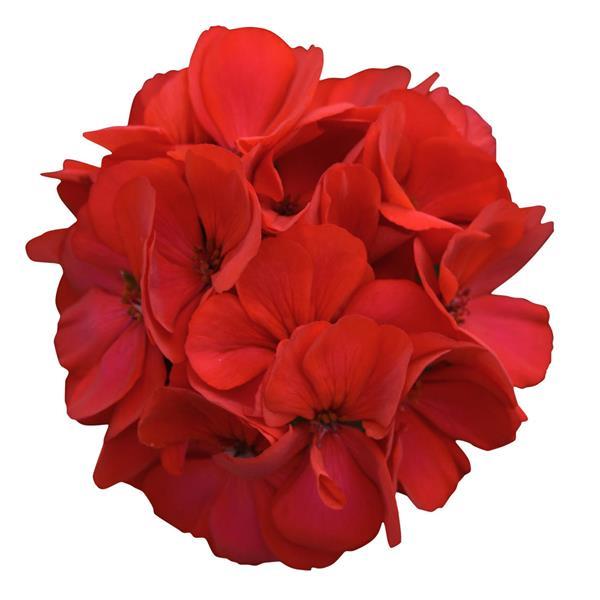 Fantasia Fuchsia Berry Zonal Geranium