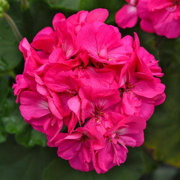 Fantasia® Shocking Pink 27 Zonal Geranium - Bloom