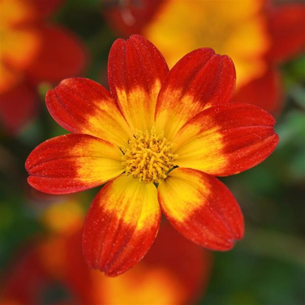 Namid™ Compact Red+Eye Bidens - Bloom