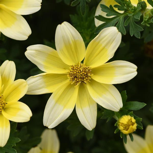 Namid™ Compact White+Yellow Eye Bidens - Bloom