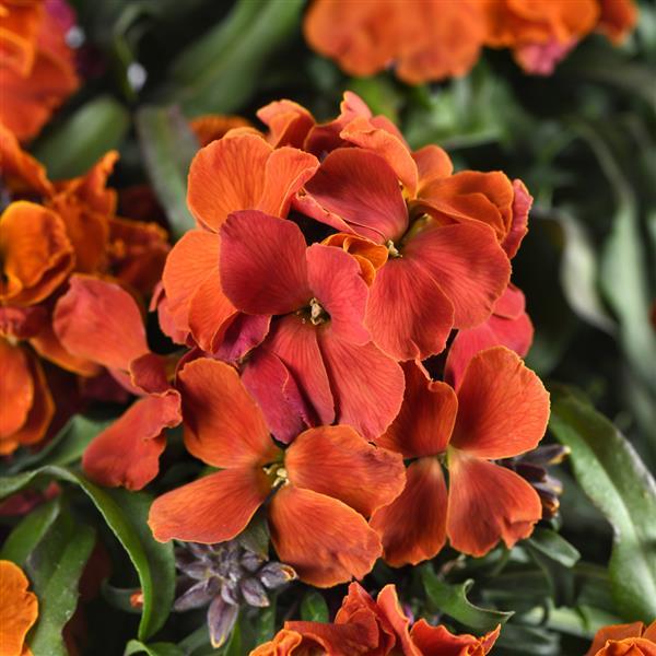Erysimum Brightside™ Orange - Bloom