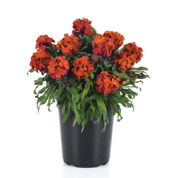 Erysimum Brightside™ Orange - Container