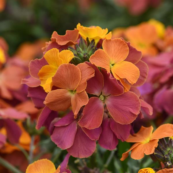 Erysimum Brightside™ Orange Glow - Bloom
