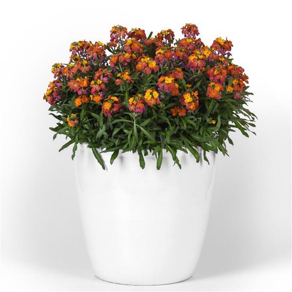 Erysimum Brightside™ Orange Glow - Container