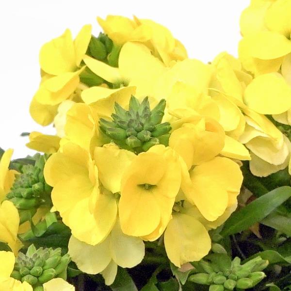 Erysimum Brightside™ Yellow - Bloom