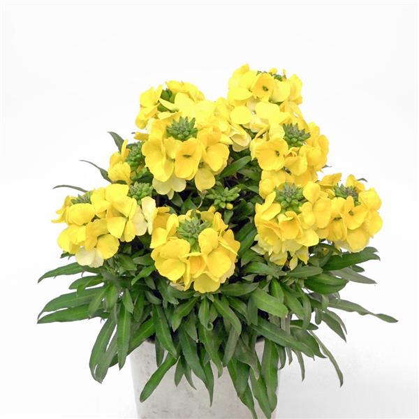 Erysimum Brightside™ Yellow - Container