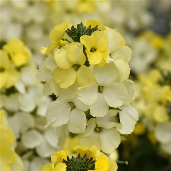 Erysimum Brightside™ Lemon Ice - Bloom