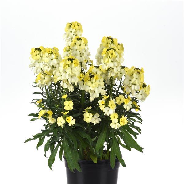 Erysimum Brightside™ Lemon Ice - Container