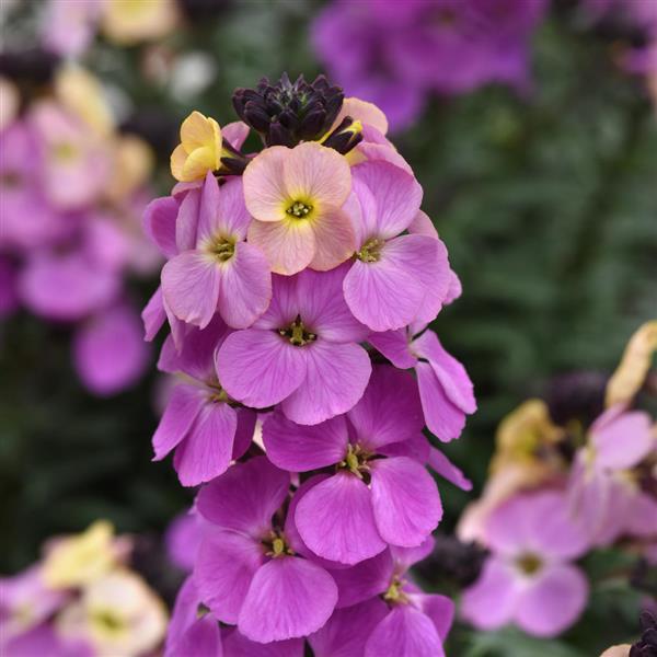 Erysimum Brightside™ Purple Glow - Bloom