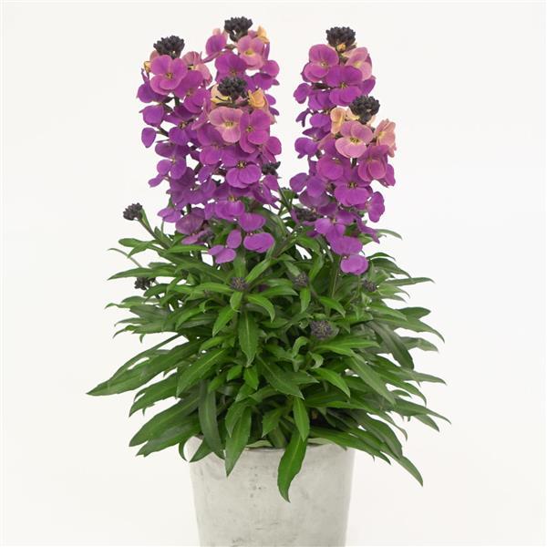 Erysimum Brightside™ Purple Glow - Container
